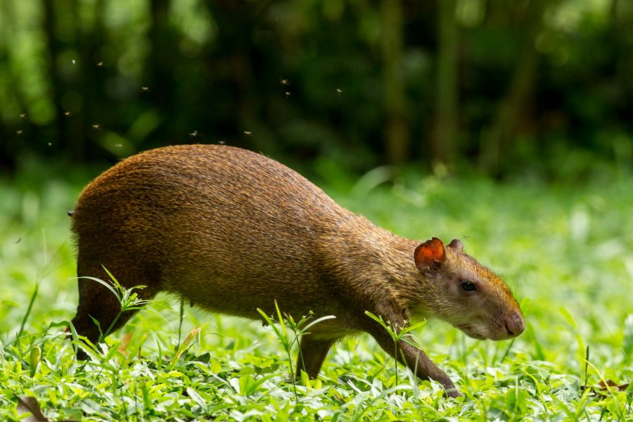 Common agouti Alchetron, The Free Social Encyclopedia